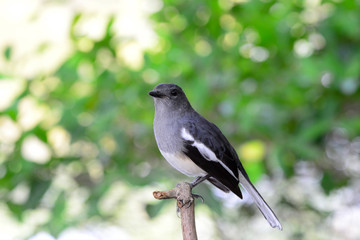 Oriental magpie robin