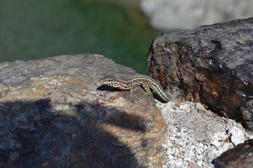 Lézard de la Vallée de l'Asco Corse, Haute-Corse, Balagne, France