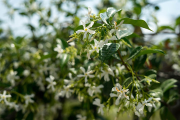 Spring flowers in Halkidiki, Greece