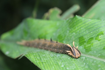 Raupe auf einem Blatt