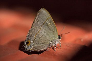 Common Tit, Hypolycaena sp, Lycaenidae, Near Gurjee, Tripura