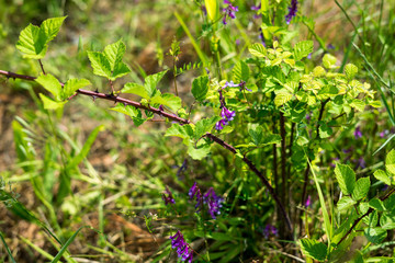 Spring flowers in Halkidiki, Greece