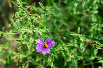 Spring flowers in Halkidiki, Greece