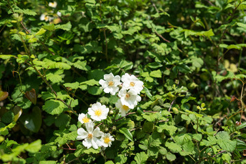 Spring flowers in Halkidiki, Greece
