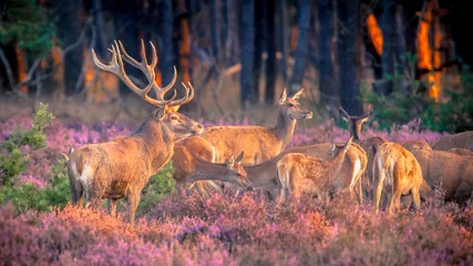 Acrylic prints Deer Group of red deer in heathland