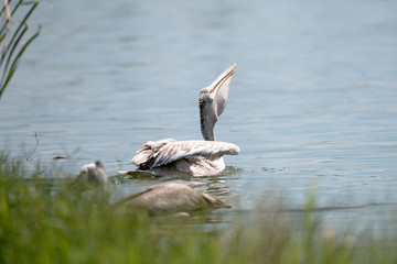 spot billed pelican or grey pelican in Thailand