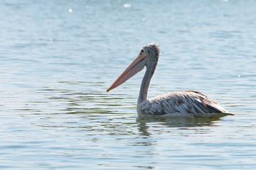 spot billed pelican or grey pelican in Thailand