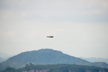 Fototapeta na wymiar hornbill at Khao Yai national park, THAILAND