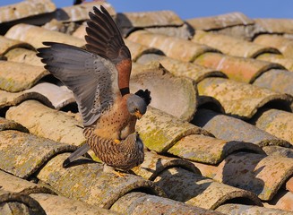 Male and female of Lesser kestrel. Falco naumanni.
