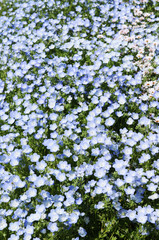 Fototapeta premium 青い小花