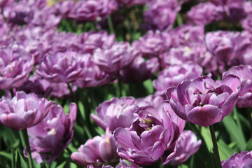 Spring purple tulips