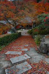 an approach with autumn leaves / 落葉で埋め尽くされた日本庭園の参道 @京都