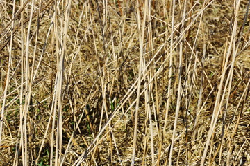 Fototapeta premium old grass. dry grass cover background texture