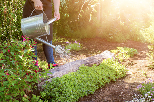 Unrecognisable woman watering flower bed using watering can. Gardening hobby concept. Flower garden image with lens flare.