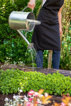 Unrecognisable woman watering flower bed using watering can. Gardening hobby concept. Flower garden.