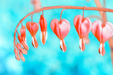 Beautiful pink spring flowers close-up on a blue background. Macro photo, shallow depth of field, magic toning. Bleeding Heart flower, Dicentra spectabilis