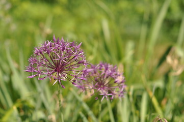 Farbe auf der Wiese
