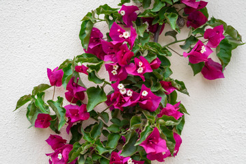 Spring garden flowers in Halkidiki, Greece