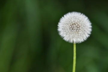 Pusteblume