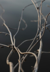 abstract image with curved lines on grey background