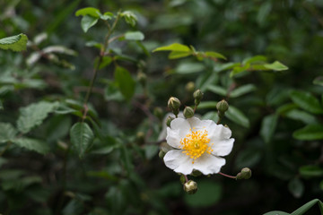 Field flowers in spring in Halkidiki, Greece