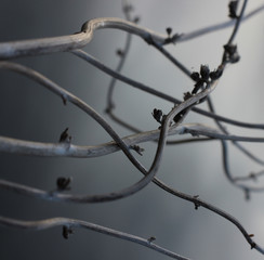 abstraction with dry curved plants on dark background