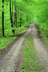 Waldweg im Laubwald im Fruehling