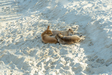 Group of Thai puppy playing on the beach digging sand. Cute small domestic dog.
