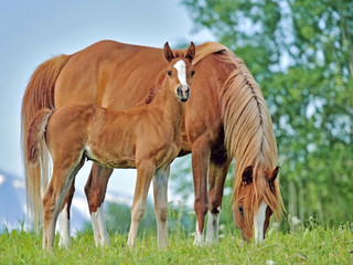 Beautiful chestnut Arabian Mare and curious Foal close together at pasture.