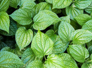 Leaves of Piper sarmentosum, Herb plant background