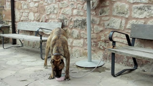 Perro jugando con un cuenco de agua 