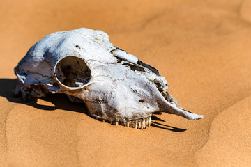 Sheep skull in sand close