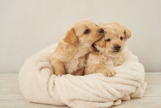 zaczepny piesek ,pies , psinka, młody piesek, przyjaźń, milusiński, milutki, miły ,słodki, sweet, little dogs, pieski w koszu, kundelki, kundel, szczeniaczki, szczeniaczek, kompozycja, domowe, przyjac