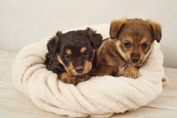 pieski,  piesek ,pies , psinka, młody piesek, przyjaźń, milusiński, milutki, miły ,słodki, sweet, little dogs, pieski w koszu, kundelki, kundel, szczeniaczki, szczeniaczek, kompozycja, domowe, przyjac