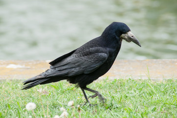 Closeup of black crow walking in border water