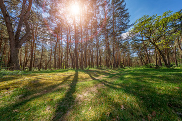 Straight, outstretched forests