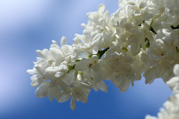 Weißer Flieder in der Blüte