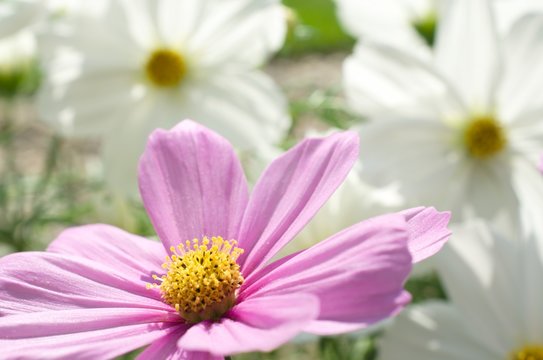 Schmuckk&ouml;rbchen, Cosmea