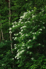 ノリウツギ咲く夏の高原