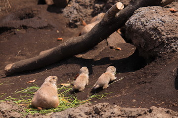 プレーリードッグの親子