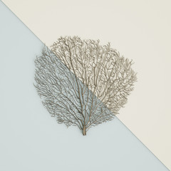 Silver coral fan sculpture  on pastel blue-ivory background. 3d rendering