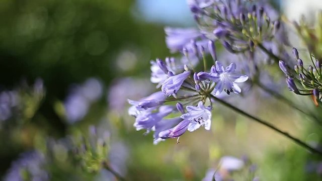 Garden flowers