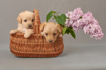 pieski w bzie, w koszu, psinka, młody piesek, przyjaźń, milusiński, milutki, miły ,słodki, sweet, little dogs, pieski w koszu, kundelki, kundel, szczeniaczki, szczeniaczek, kompozycja, domowe, przyjac © Ansza