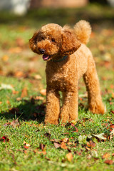 Poodle in park