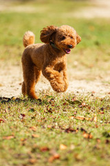 Running Poodle