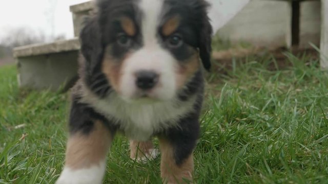 Adorable Burnese Mountain Dog Puppy Walks Towards The Camera In Slow Motion