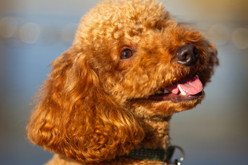 Poodle closeup with tongue out