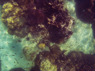 snorkeling in the andaman sea, Thailand