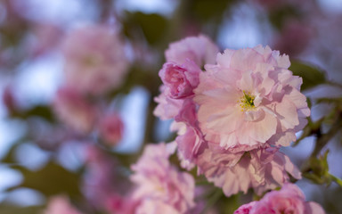 Close up of beautiful pink sakura flowers in the morning. Cherry blossom