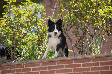 Colie border dog looking at something